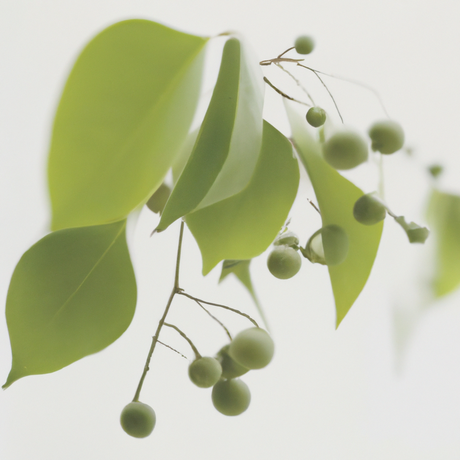 Wintergreen Flavor Concentrate Without Diacetyl