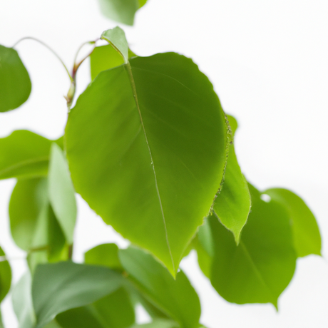 Sassafras Flavor Oil for Chocolate