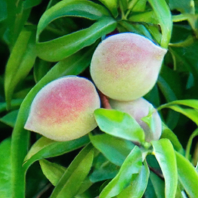 Organic Peach Topping and Variegate