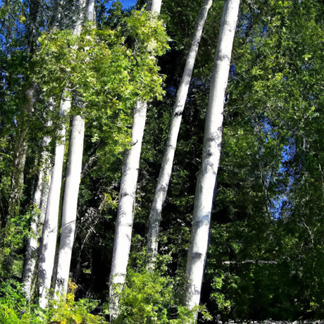 Sante Birch Essential Oil