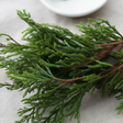 Cedarleaf Essential Oil, Natural