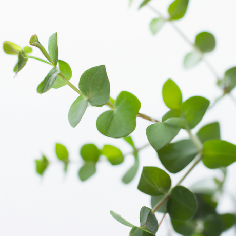 Eucalyptus Essential Oil, Natural