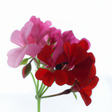 Geranium Essential Oil, Natural