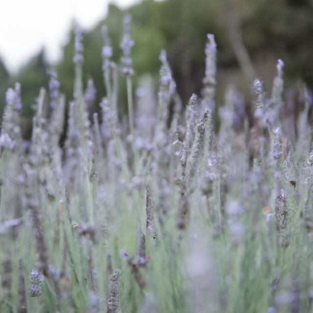 Lavandin Abrialis Essential Oil, Natural