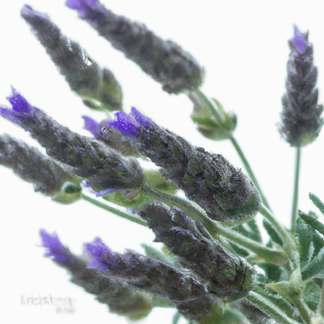 Sante Lavandin Abrialis Essential Oil