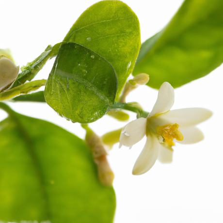 Sante Neroli Bigarade Essential Oil