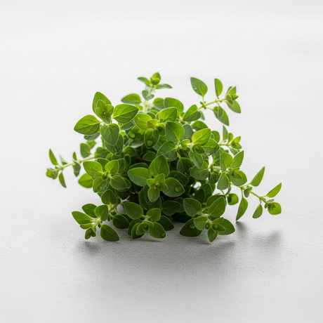 Sante Oregano Essential Oil