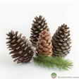 Sante Pine Essential Oil
