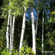 Sante Birch, Sweet Essential Oil