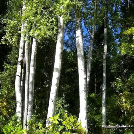 Sante Birch, Sweet Essential Oil