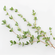 Thyme Essential Oil, Natural