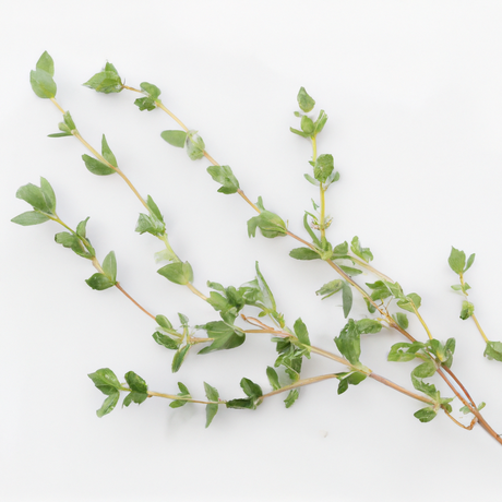 Thyme Essential Oil, Natural