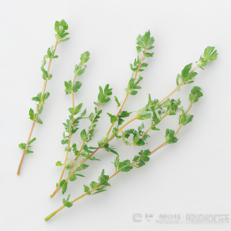 Sante Thyme Essential Oil