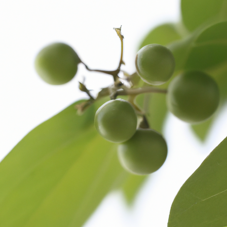 Wintergreen Essential Oil, Natural