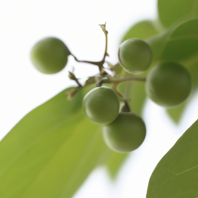 Wintergreen Essential Oil, Natural