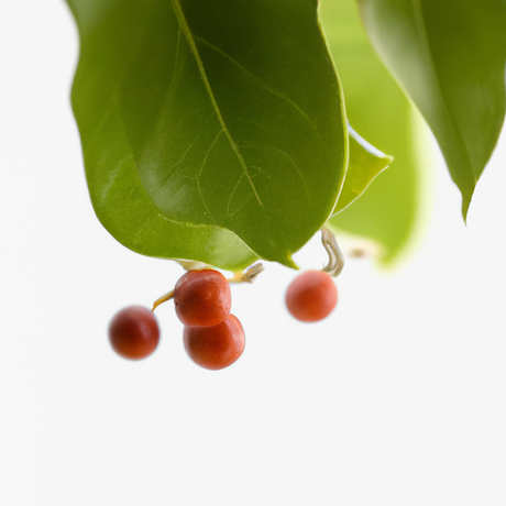 Sante Wintergreen Essential Oil