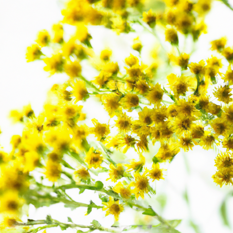 Sante Galbanum Essential Oil