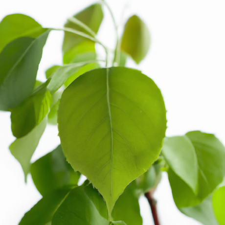 Sassafras Flavor Concentrate Without Diacetyl