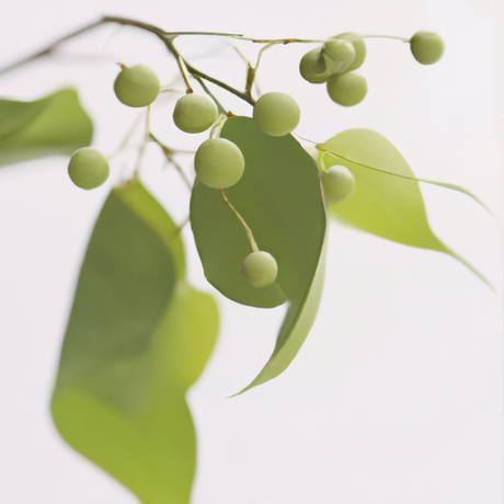 Wintergreen Coffee and Tea Flavoring