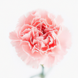 Carnation Fragrance Oil (Oil Soluble)