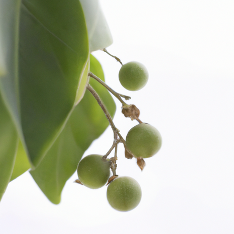 Wintergreen Flavor Concentrate, Organic