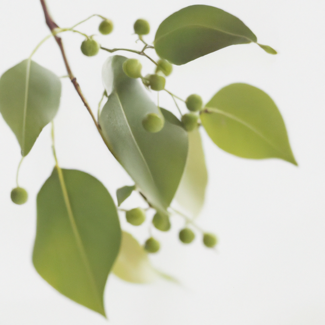 Organic Wintergreen Flavor Concentrate Without Diacetyl