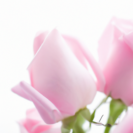 Powder Rose Fragrance Oil (Oil Soluble), Organic