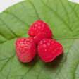 Raspberry Flavor Oil, Organic