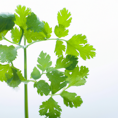 Cilantro Flavor Concentrate, Natural