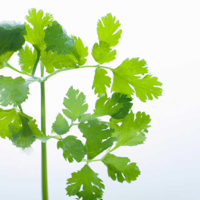 Cilantro Flavor Concentrate, Natural