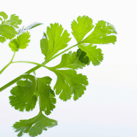 Cilantro Flavor Concentrate Without Diacetyl