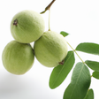 Black Walnut Flavor Extract Without Diacetyl