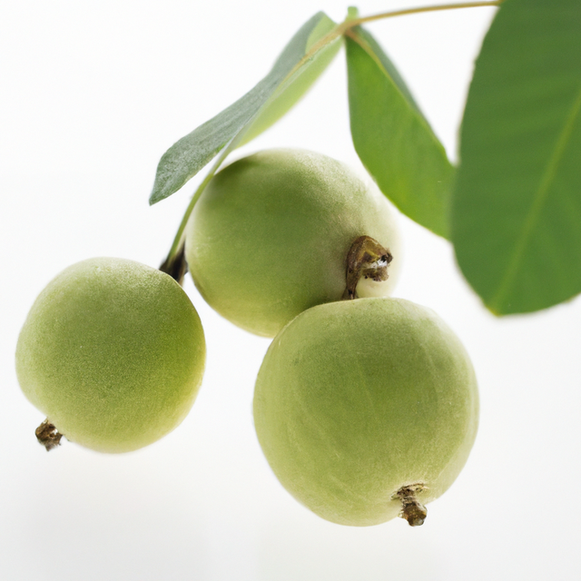 Black Walnut Flavor Oil, Organic