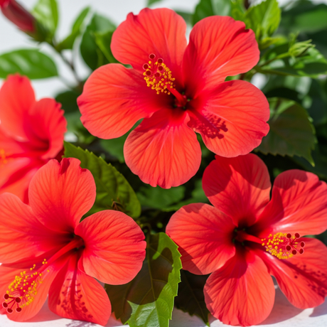 Red Food Coloring made with Hibiscus, Natural