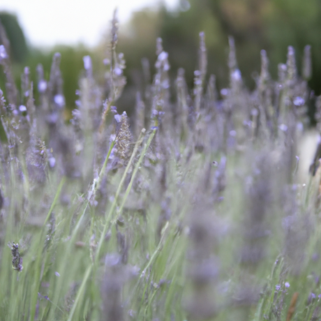 Lavender Flavor Oil, Organic