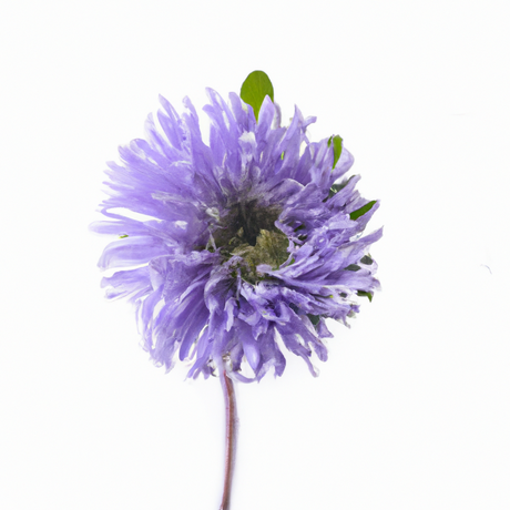 Violet Flavor Oil, Natural