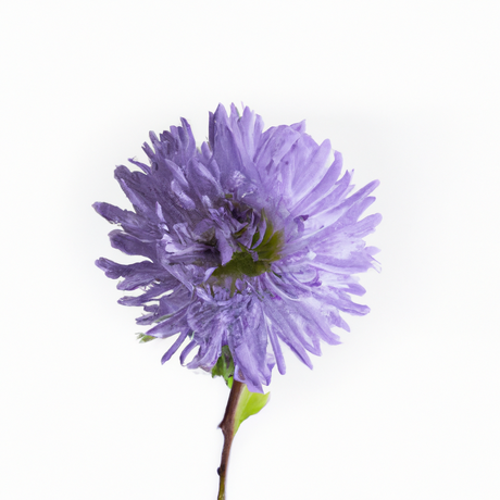 Violet Flavor Oil for Chocolate