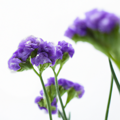 Organic Violet Flavor Oil for Lip Balm