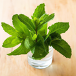 Peppermint Essential Oil (Prime Idaho), Natural