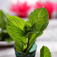 Peppermint (Prime Yakima) Essential Oil, Natural