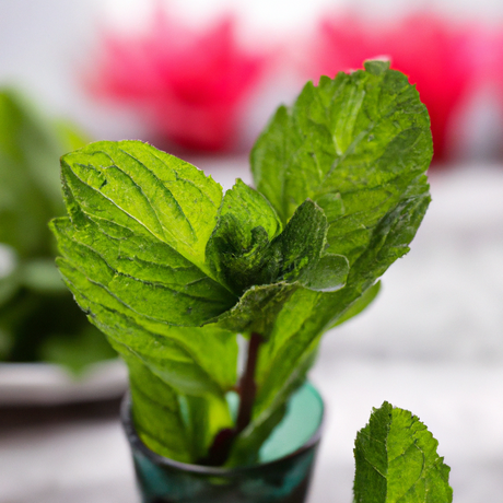 Peppermint (Prime Yakima) Essential Oil, Natural