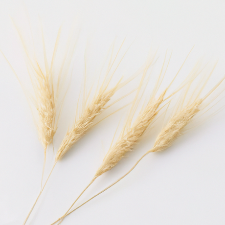 Malt Coffee and Tea Flavoring