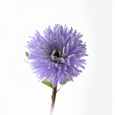 Violet Flavor Powder, Natural