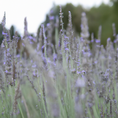 Lavender Flavor Extract, Natural
