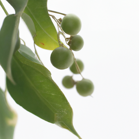 Wintergreen Flavor Extract Without Diacetyl