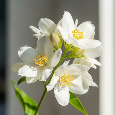 Jasmine Flavor Concentrate, Organic