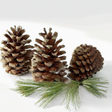 Pine Flavor Extract, Natural
