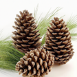 Pine Flavor Extract, Organic