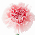 Organic Carnation Fragrance Powder