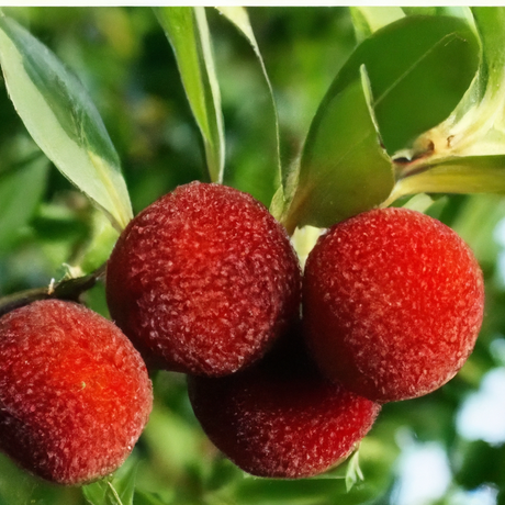 Organic Bayberry Fragrance Powder